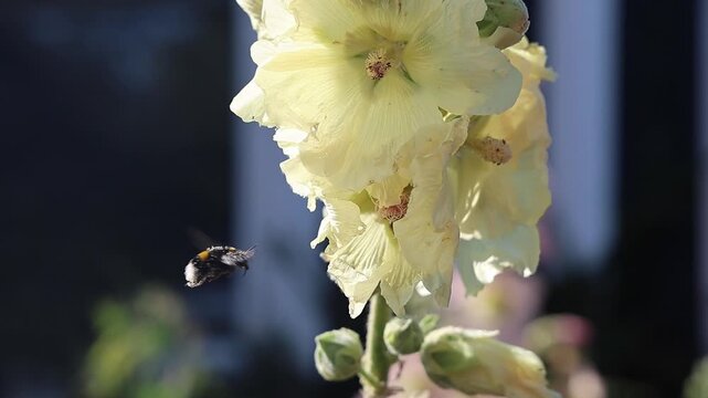 Bumblebee flying and pollinating a yellow hollyhock flower in slow motion