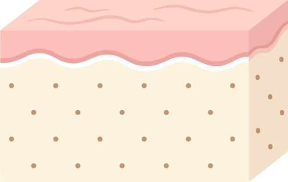 Crosssection of human skin layers, anatomical representation of epidermis and dermis