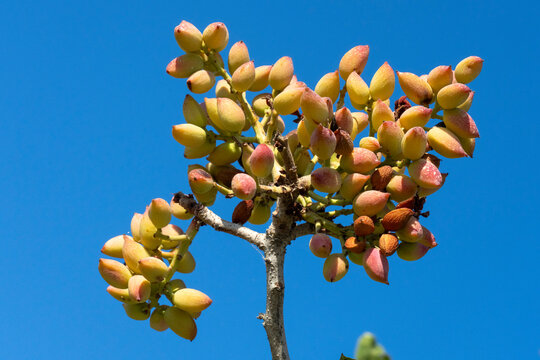 Pistachio tree bearing fruit against a blue sky in Santorini, Vothonas in the Cyclades archipelago, Greece