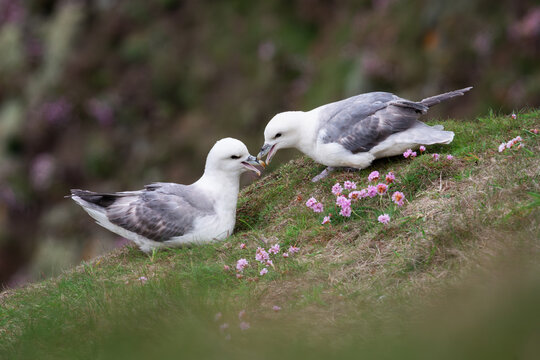 A pair of Northern fulmar surrounded by sea pink flowers rub their bills together at Sumburgh Head in Shetland, Scotland.