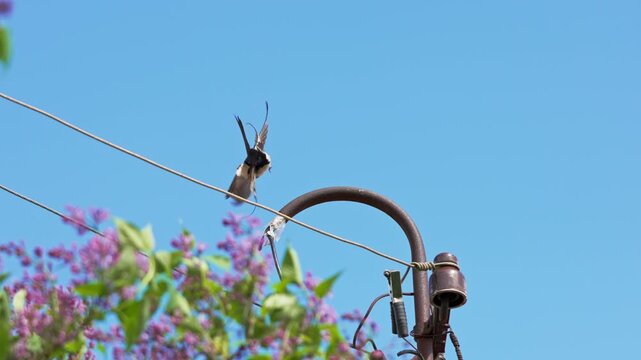 Small swallow-like bird rests on curved utility pole beside diagonal wires, wings raised against clear blue sky, with lilac blossoms,