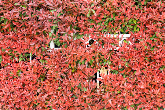 Bright red leaves cover a wall in a garden during fall season in a suburban area