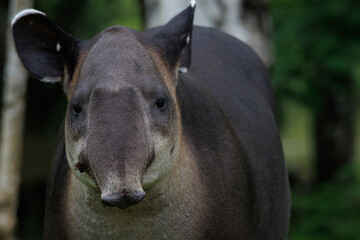Naklejka premium Baird's Tapir (Tapirus bairdii) in the Rainforest of Boca Tapada, Costa Rica