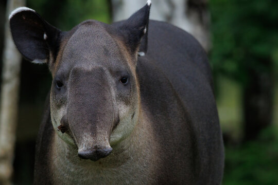 Baird's Tapir (Tapirus bairdii) in the Rainforest of Boca Tapada, Costa Rica