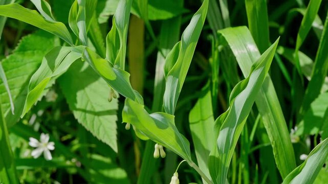 Dense green woodland foliage with broad lance shaped leaves and small hanging white bell flowers fills frame, while soft blur, bright spring colour, and subtle sway suggest gentle breeze across