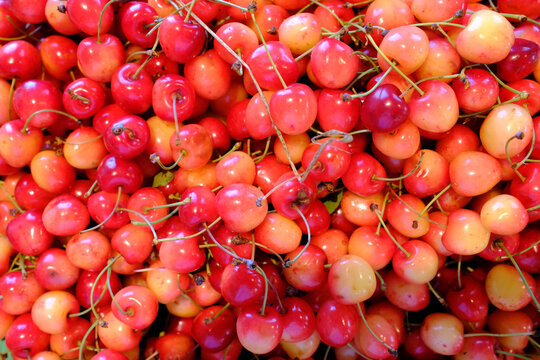 Cherries on display at a market in Moutiers, Yonne, France during the summer season
