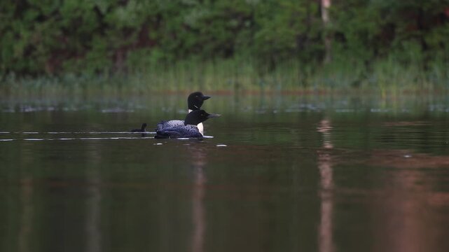 Common loon calling on a lake at sunrise 
