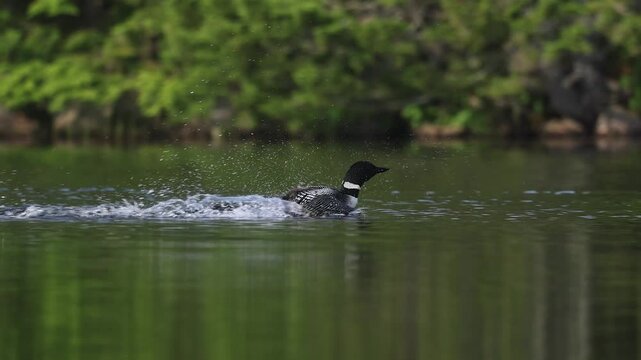 Common loon calling on a lake at sunrise 