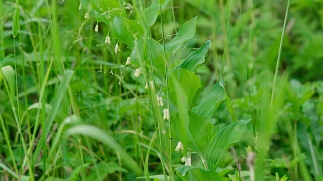 Dense green woodland foliage with broad lance shaped leaves and small hanging white bell flowers fills frame, while soft blur, bright spring colour, and subtle sway suggest gentle breeze across
