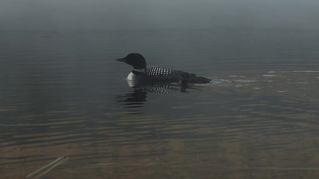 Common loon calling on a lake at sunrise 