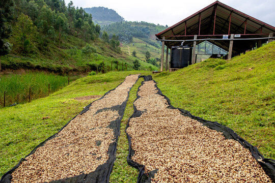 Coffee beans drying at a washing station in Rwanda during the harvest season in the western province