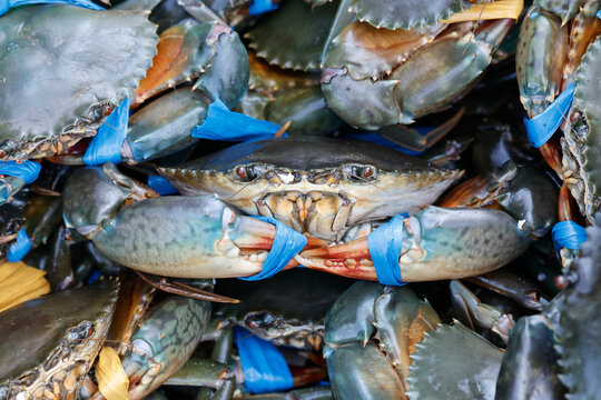 Fresh crab collection for sale at fish market in Vung Tau Vietnam with vibrant colors and busy activity