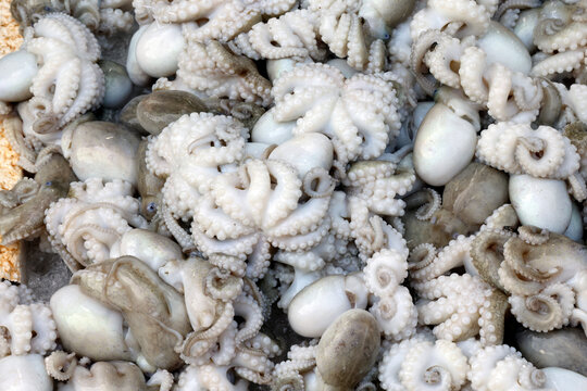 Freshly caught octopus for sale at a fish market in Vung Tau, Vietnam during the day