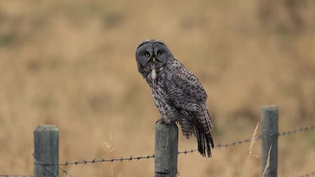 Great gray owl hunting for voles 