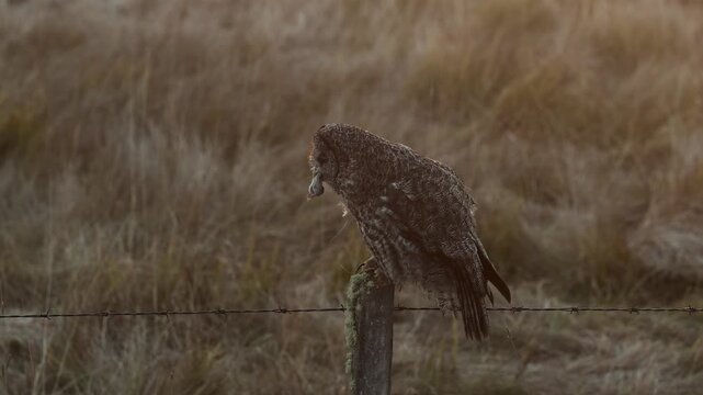 Great gray owl hunting for voles 