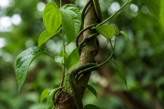 Two symbiotic plants intertwined and a mutual support system, green foliage in natural daylight.