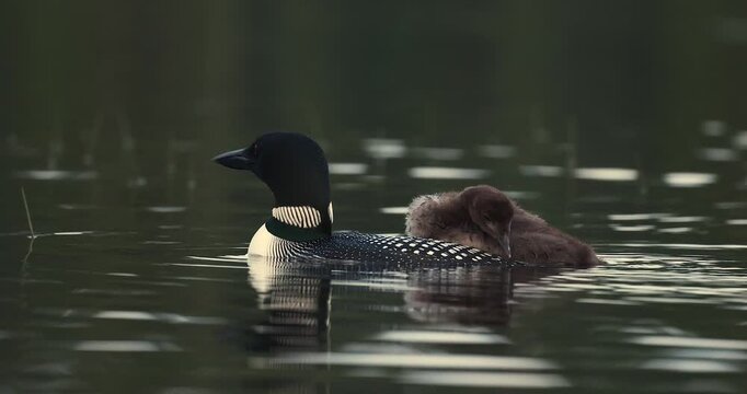Common loon on a lake at sunrise 