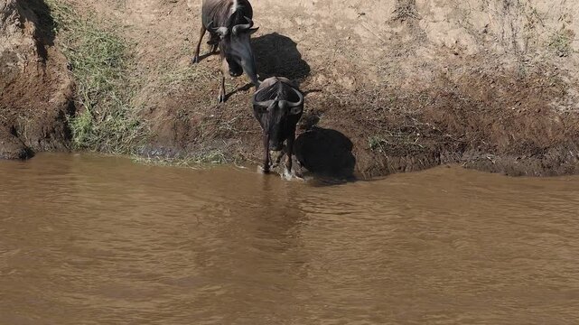 The great wildebeest migration in Africa 