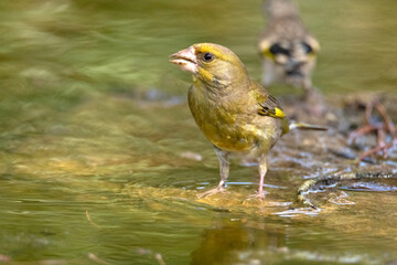 Un desconfiado Verderón común (Chloris chloris) © FranciscoJose