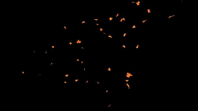 Realistic 3D falling maple leaves animation with alpha channel (black bg). 4K Ultra HD resolution, perfect for overlays and compositing in autumn-themed video projects.