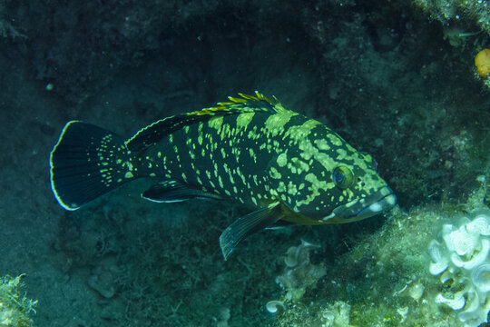 tropical fish in the sea
