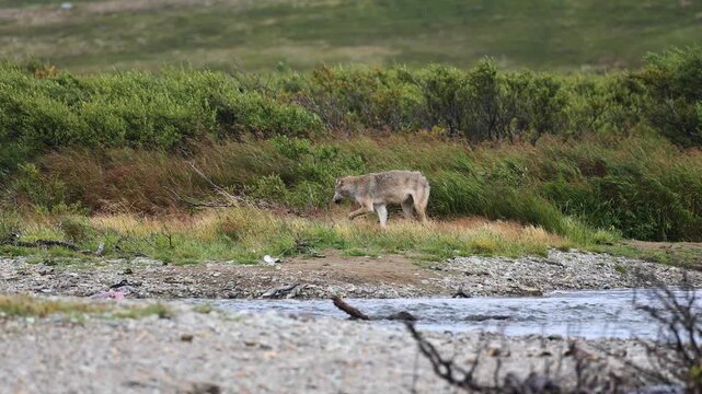 A wolf in Katmai, Alaska 
