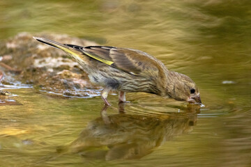 Un joven Verderón común (Chloris chloris) bebiendo agua © FranciscoJose