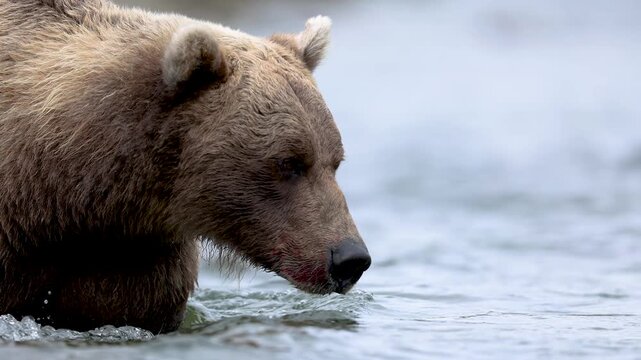 Brown bear during the salmon run in Katmai, Alaska 