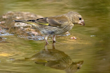 Un joven Verderón común (Chloris chloris) mirando dónde beber  © FranciscoJose
