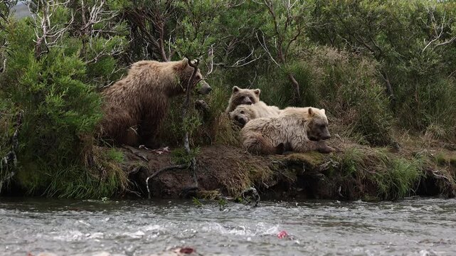 Brown bear during the salmon run in Katmai, Alaska 