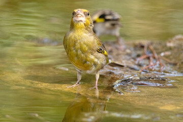 Un precioso y desafiante Verderón común (Chloris chloris) © FranciscoJose