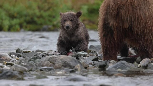 Brown bear during the salmon run in Katmai, Alaska 