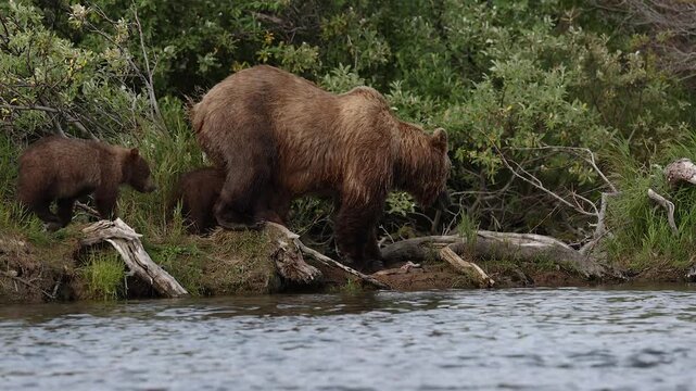 Brown bear during the salmon run in Katmai, Alaska 