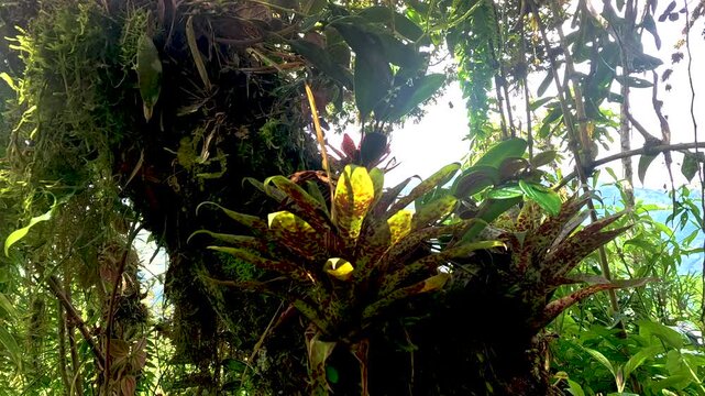 Mossy Epiphyte Covered Tree in Ecuador Cloud Forest, Ferns, Tropical Plants, Bright Backlight and Andean Amazon Biodiversity Scene
