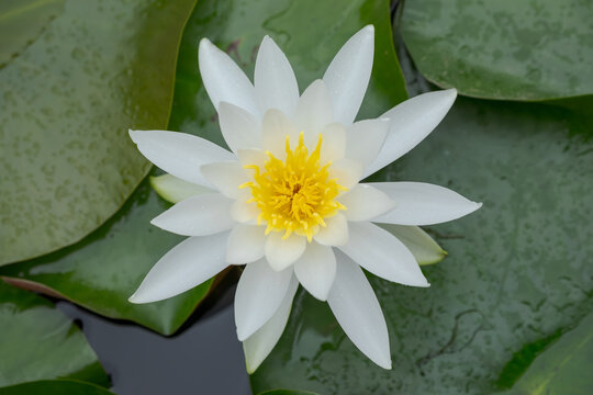 真上から見た白いスイレンの花