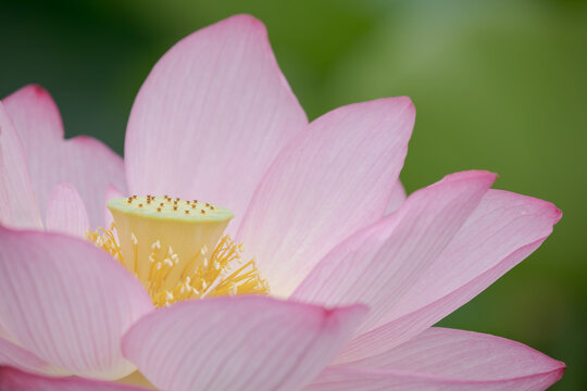 ハスの花一輪のアップ