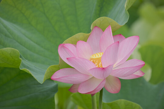 蓮の葉の側で咲く蓮の花一輪