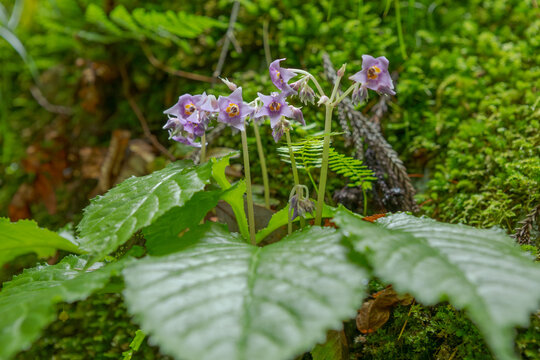 イワタバコの花