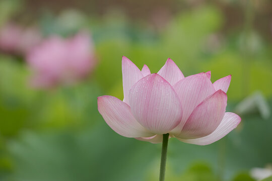 ハスの花と背後にボケたのハスの花