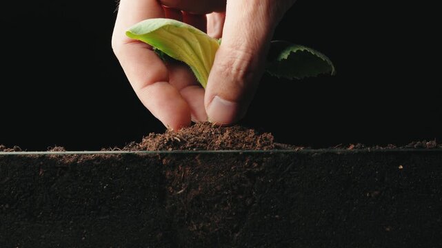 Seed Germination In Soil Cross Section
