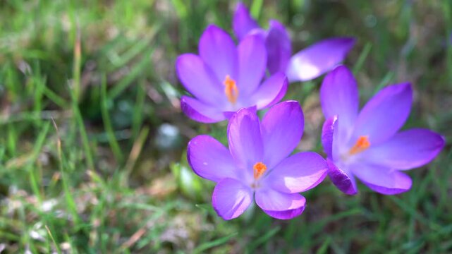 Aerial top view of blooming purple crocus flowers in spring, fresh seasonal nature background with soft sunlight and delicate petals