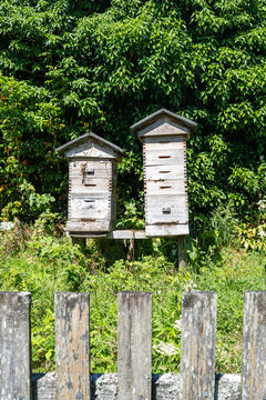 two beehives next to a hedge in summer