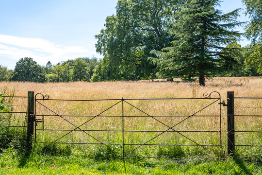 Looking through a metal gate to a meadow in summer
