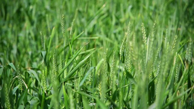Cinematic close-up shot of young green wheat crops (cereal spikes) gently swaying in the wind during a bright sunny day.
