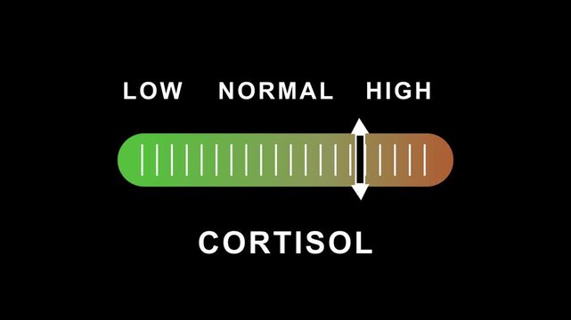 Cortisol level indicator scale. Low Normal High meter infographic  Animation showing high cortisol level color gauge indicator for health and wellness content  4k video.