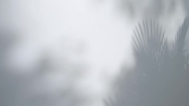 Soft Tropical Palm Leaf Shadow on White Wall Video Aesthetic Minimalist Moving Background