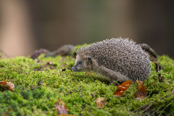 A small wild hedgehog, Erinaceus europaeus, walking on a green mossy ground covered with autumn leaves in a forest. Side view of a cute spiky mammal with a soft bokeh background. © Rudolf