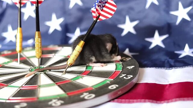 Small pet rat perched on a dartboard featuring USA flag colors and star patterns during a daytime activity session in the United States