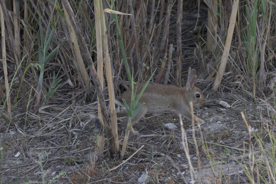 Young Rabbit Exploring Tejo River Wetlands Among Reeds Naturally