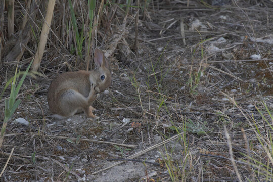 Young Rabbit Grooming Beside Tejo River Reeds In Peace